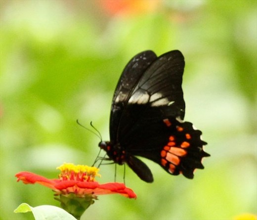 Crimson patch butterfly