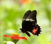 Crimson patch butterfly: by vagabonds3, Views[438]