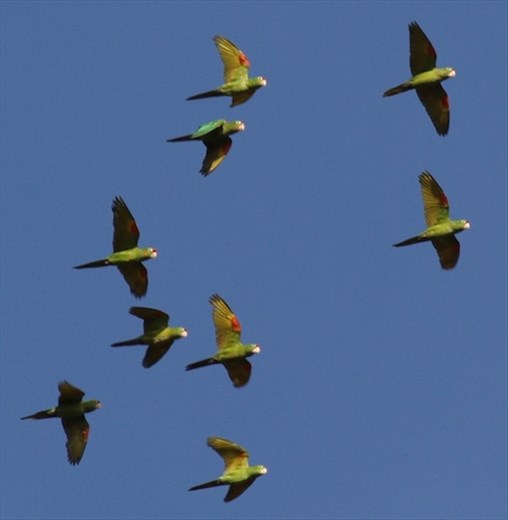 Crimson-fronted parakeets