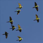 Crimson-fronted parakeets: by vagabonds3, Views[470]