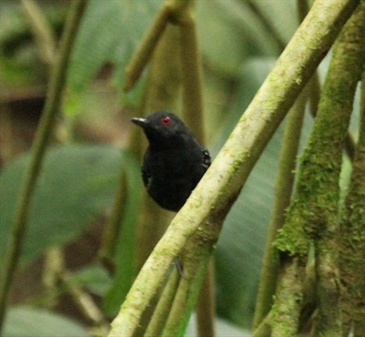 Dull-mantled antbird