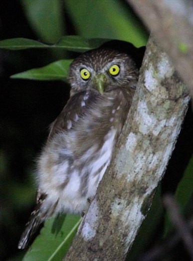 Ferruginous Pygmy Owl