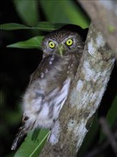 Ferruginous Pygmy Owl: by vagabonds3, Views[964]