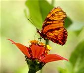 Fritittary Butterfly: by vagabonds3, Views[501]