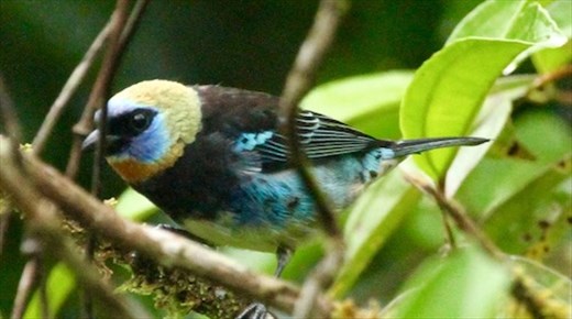 Golden-hooded tanager