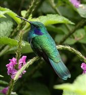 Green Violetear: by vagabonds3, Views[381]