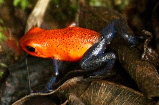 Poison dart frog