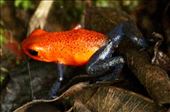 Poison dart frog: by vagabonds3, Views[439]