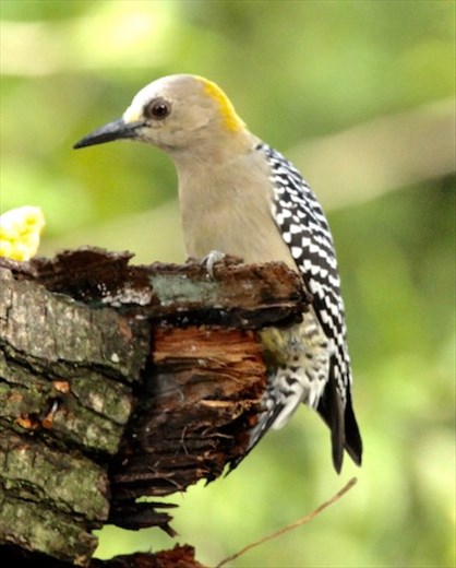 Hoffman's Woodpecker