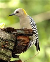 Hoffman's Woodpecker: by vagabonds3, Views[393]