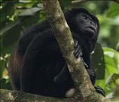 Howler monkey: by vagabonds3, Views[455]