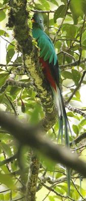 Resplendent Quetzal: by vagabonds3, Views[502]