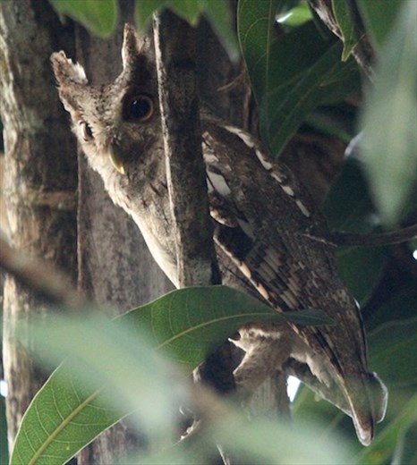 Tropical Screech Owl