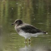 Surf Bird: by vagabonds3, Views[458]