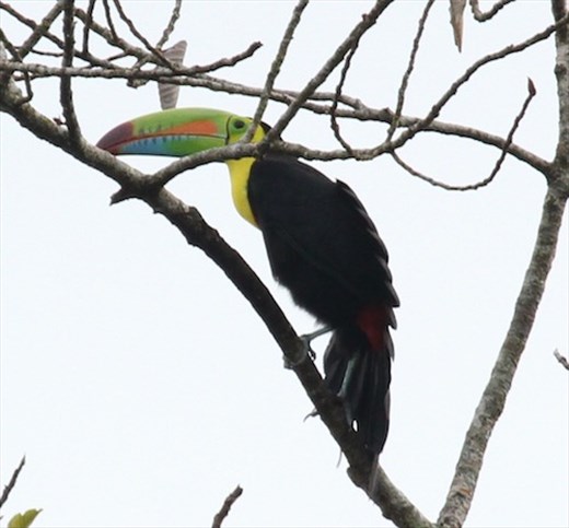 Keel-billed Toucan
