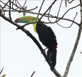 Keel-billed Toucan: by vagabonds3, Views[407]
