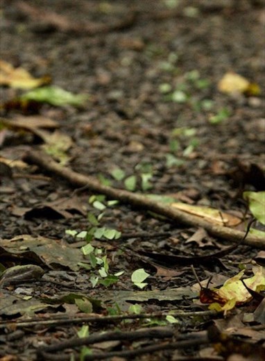 Leaf-cutter ants on the march