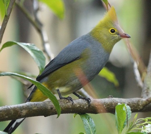 Long-tailed Silky Flycatcher