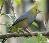 Long-tailed Silky Flycatcher: by vagabonds3, Views[950]