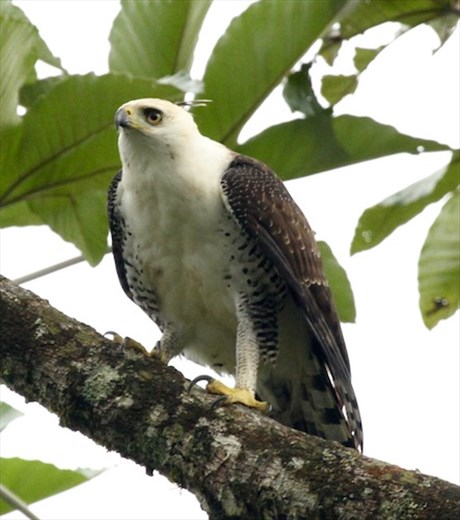 Juvenile Ornate Hawk-eagle