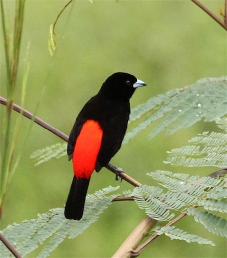 Passerini's Tanager