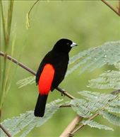 Passerini's Tanager: by vagabonds3, Views[400]