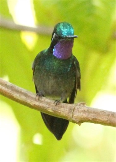 Purple-throated Mountain Gem