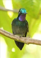Purple-throated Mountain Gem: by vagabonds3, Views[255]