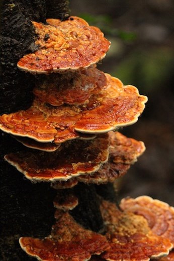 Fungus in the forest