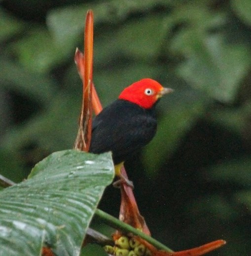 Red-capped manakin