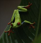 Red-eyed tree frog: by vagabonds3, Views[507]