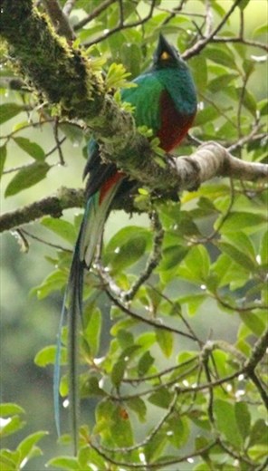 Resplendent Quetzal