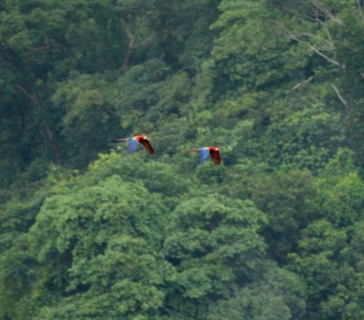 Scarlet Macaws