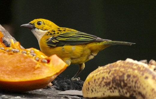 Silver-throated Tanager