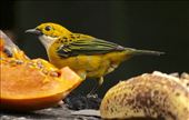 Silver-throated Tanager: by vagabonds3, Views[390]