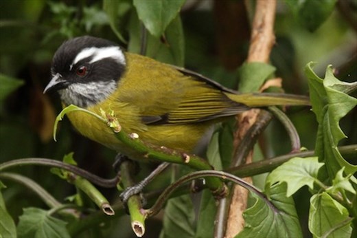 Sooty-capped Chlorospingus