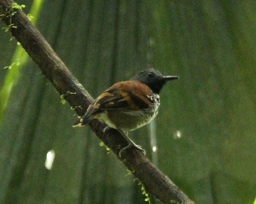 Spotted Antbird