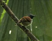 Spotted Antbird: by vagabonds3, Views[404]