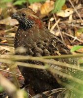 Spotted Woodquail: by vagabonds3, Views[388]