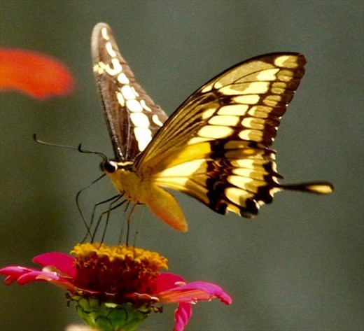 Swallow-tailed butterfly