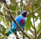 Turquoise Cotinga: by vagabonds3, Views[402]
