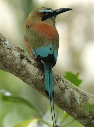 Turquoise-browed Motmot