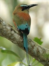 Turquoise-browed Motmot: by vagabonds3, Views[373]