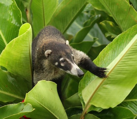 White-nosed coati