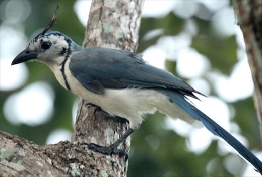 White-throated Magpie Jay
