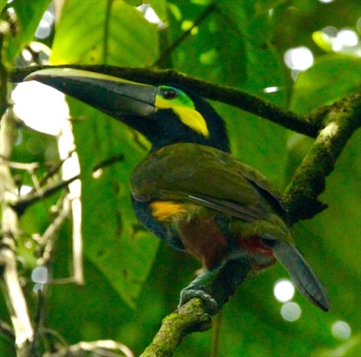 Yellow-eared Toucanet