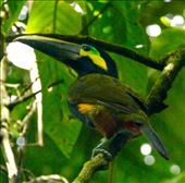 Yellow-eared Toucanet: by vagabonds3, Views[375]