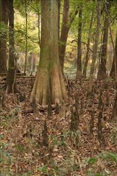 Bald Cypress swamp, Congaree National Park: by vagabonds3, Views[375]