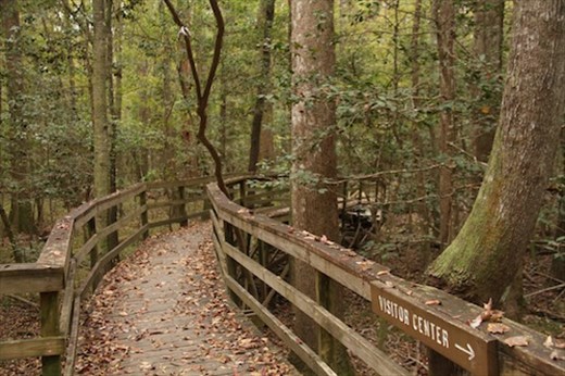 Boardwalk, Congaree National Park