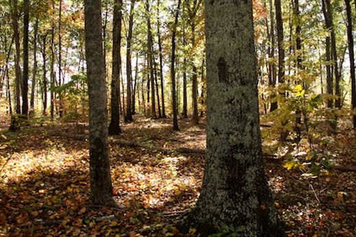 Cowpens National Battlefield, South Carolina